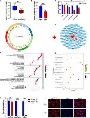 Circular RNA CircCOL5A1 Sponges the MiR-7-5p/Epac1 Axis to Promote the Progression of Keloids Through Regulating PI3K/Akt Signaling Pathway